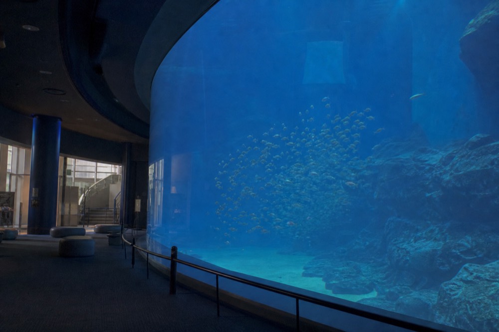 A curved aquarium wall with visitors absent and a school of small fish drifting near coral