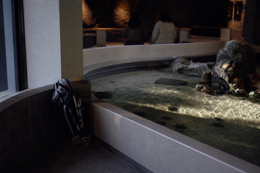 A shallow touch pool with rays gliding under the surface in a softly lit exhibit hall