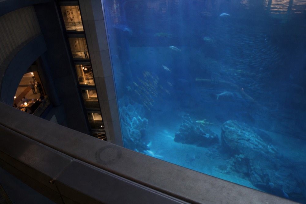 A massive indoor tank viewed from an upper floor with fish scattered through deep blue water