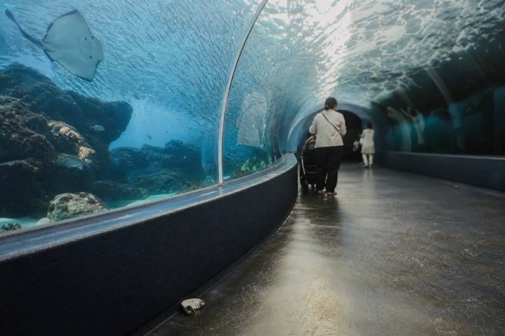 Glass tunnel exhibit with fish swimming overhead and soft ambient light