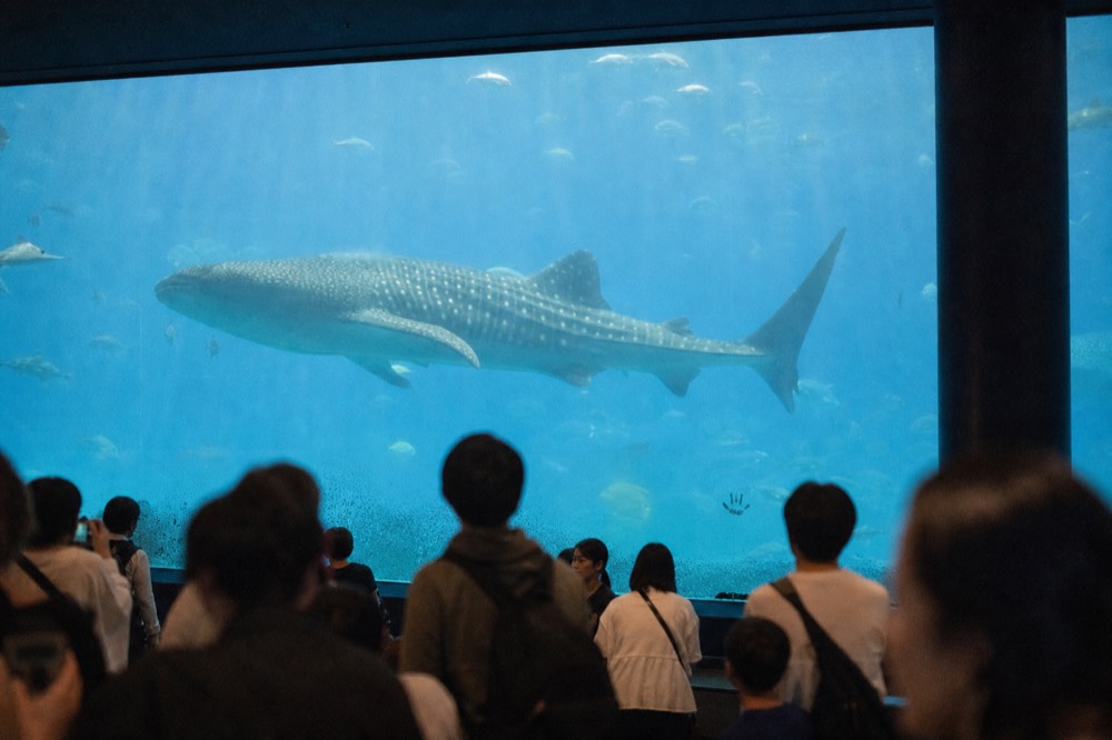 A whale shark seen through a tall blue aquarium viewing window