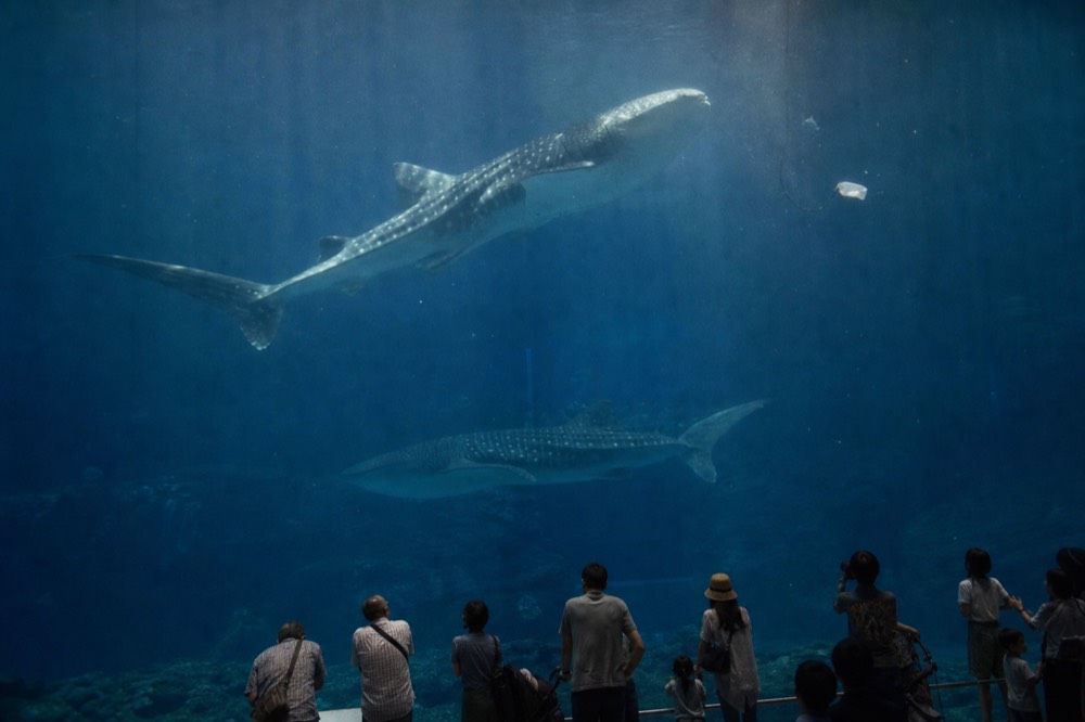 Two large fish swimming at different depths in a deep aquarium tank