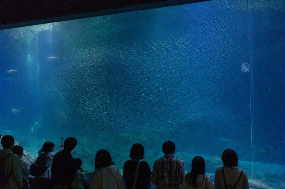 A vast aquarium tank interior with dark blue water and schooling fish