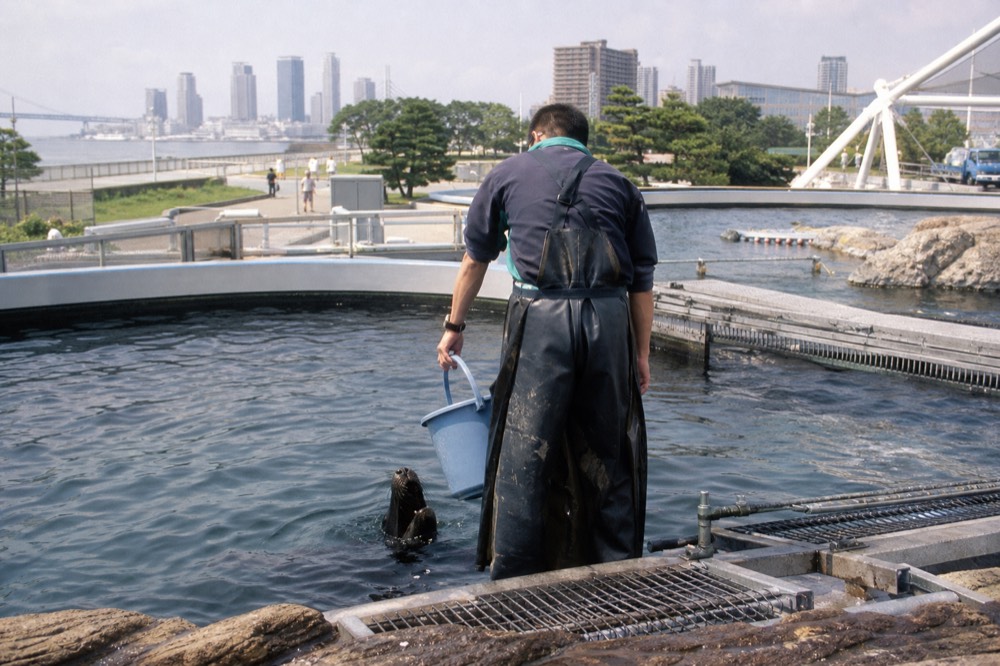 A keeper at the edge of a large tank during a feeding session