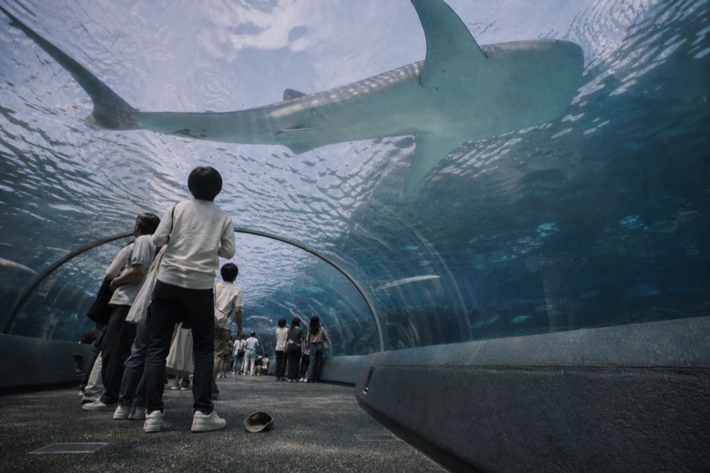 A whale shark swimming above visitors looking up through a curved glass ceiling