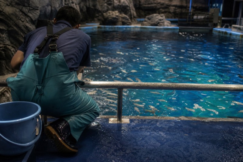 A whale shark feeding session drawing a crowd at the main tank in Osaka Aquarium Kaiyukan