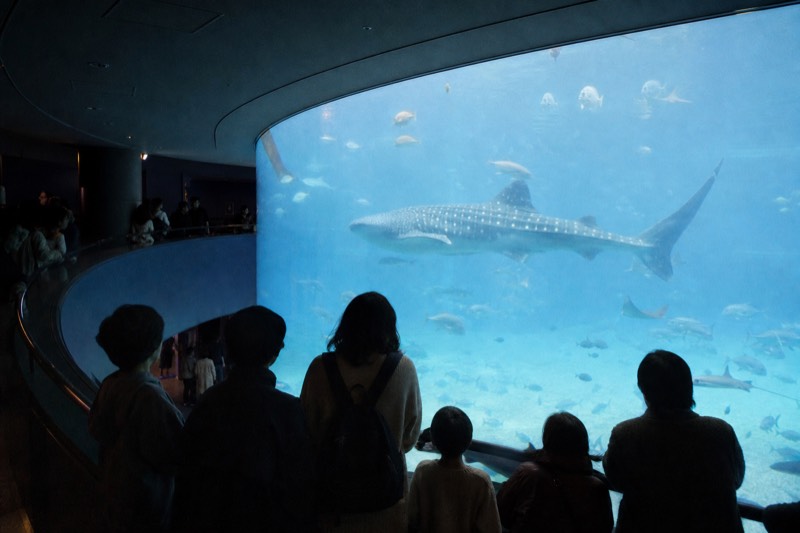 The huge central tank at Osaka Aquarium Kaiyukan, ringed by a viewing walkway