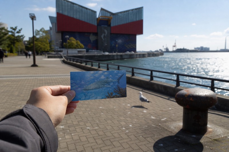 Osaka Aquarium Kaiyukan Ticket