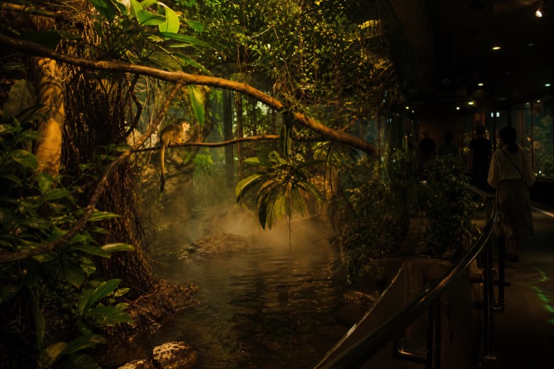 Ecuador Rainforest